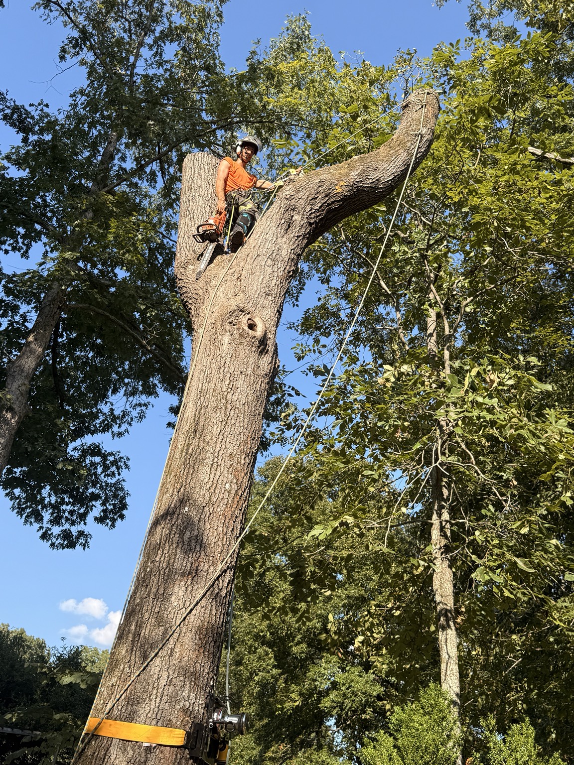 Climber positioned on a large tree trunk during removal